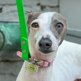 charmed pet collar