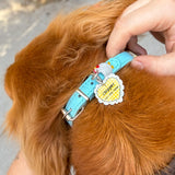 charmed pet collar